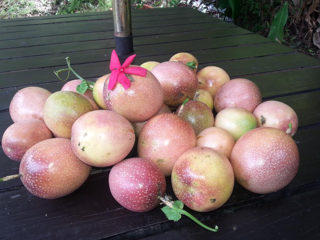 Gecko Lodge Fiji Savusavu Dış mekan fotoğraf